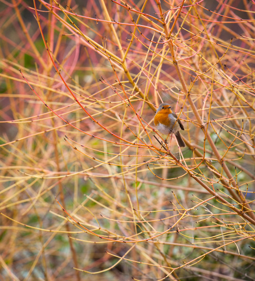 Cornus sanguinea 'Anny Winter Orange'