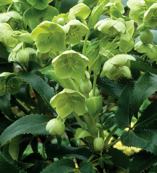 Helleborus argutifolius