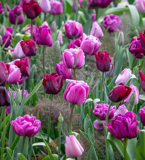 Crème de Cassis Tulip Mix