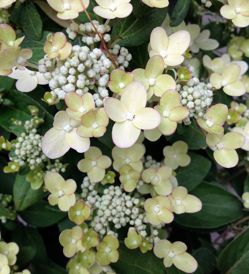 Hydrangea paniculata 'Polestar'