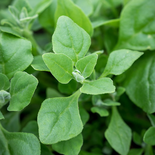 New Zealand Spinach