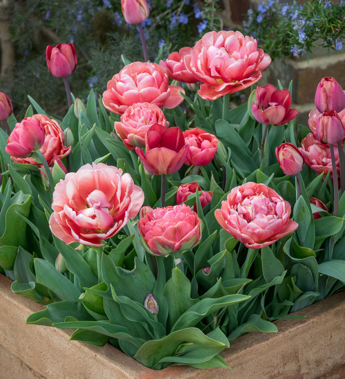 Small Garden Tulip Collection