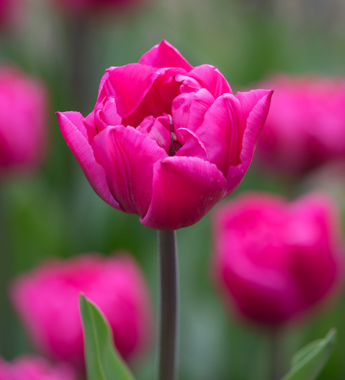 Tulip 'Queen Jewel'