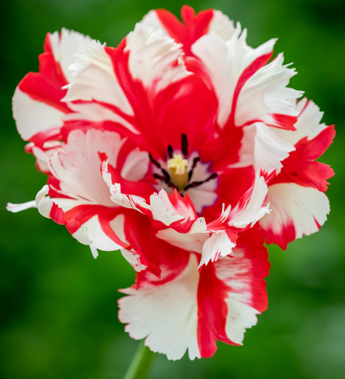 Tulip 'Estella Rijnveld'