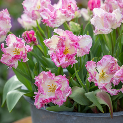 Tulip 'Cabanna'