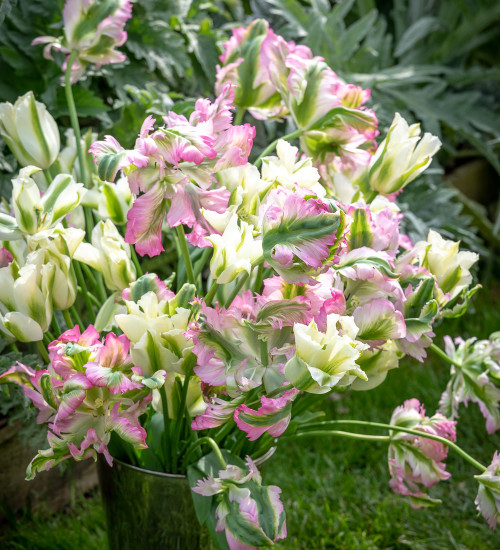 Ultra Perennial Tulip Collection