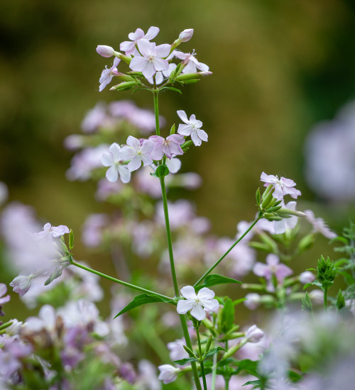 Wild Sweet William (Saponaria officinalis)