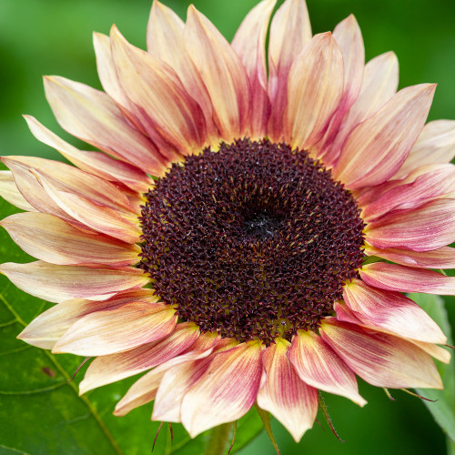 Helianthus annuus 'Ruby Eclipse' F1 (Sunflower)