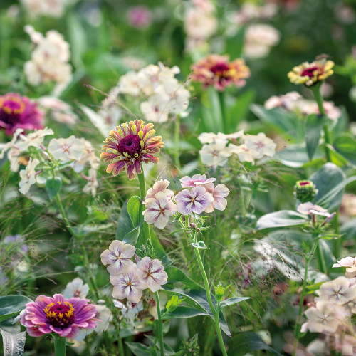 Vintage Zinnia Mix