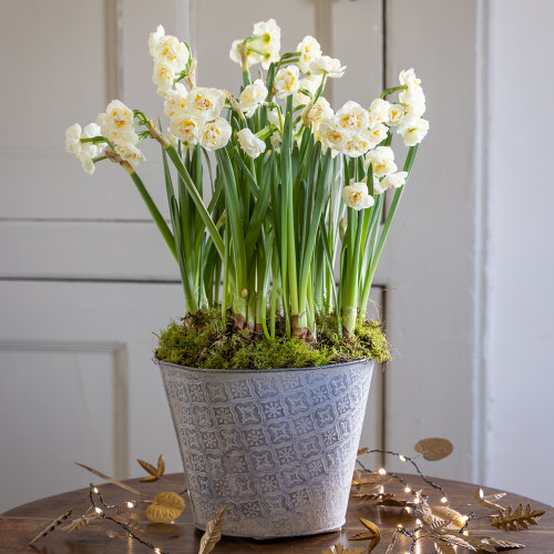 Double Paperwhite 'Erlicheer' in an Embossed Zinc Pot