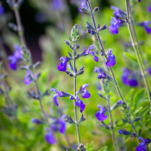 Salvia greggii 'Mirage Blue'