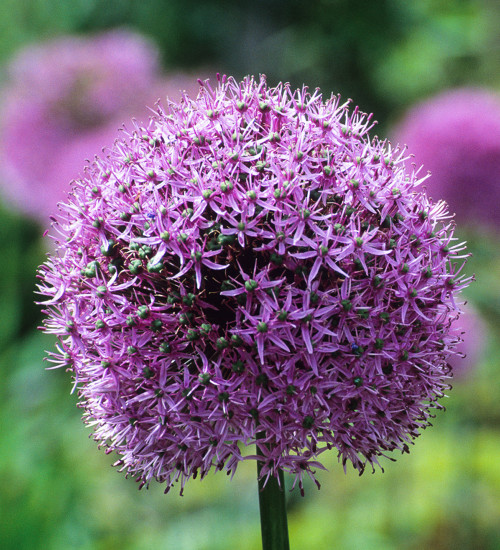 Allium giganteum