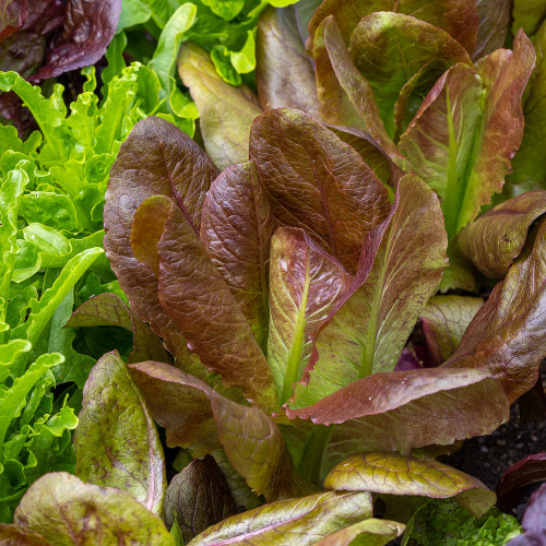 Lettuce 'Rouge d'Hiver'