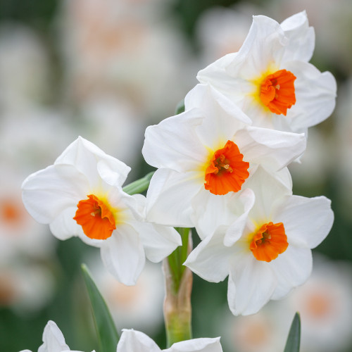Buy Narcissus 'Cragford' For Forcing | Paperwhite Bulbs | Sarah Raven
