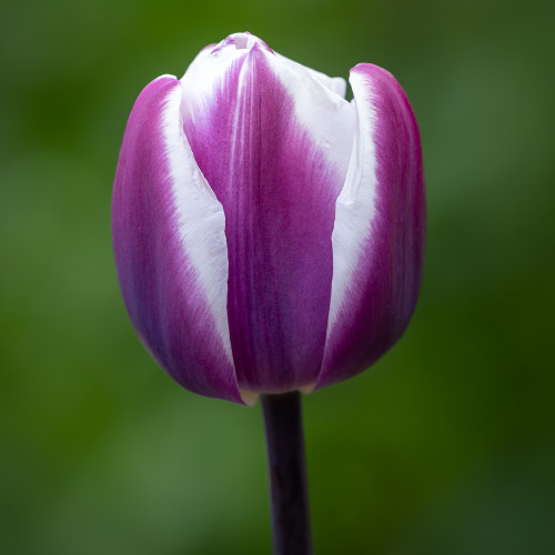 Tulip 'Librije'