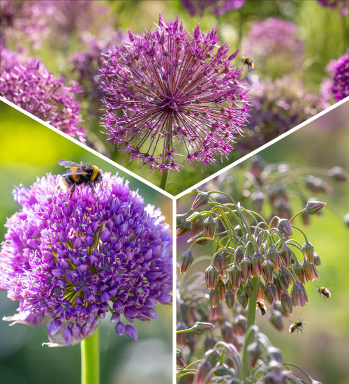 Best for Bees Allium Collection