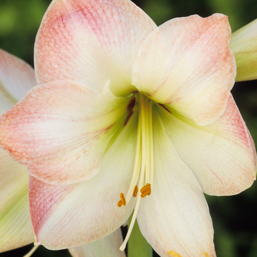 Amaryllis 'Apple Blossom'