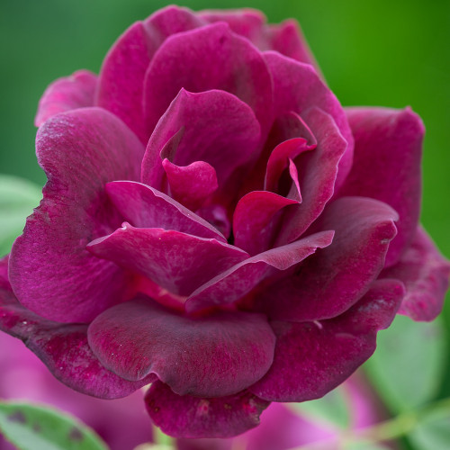 Rosa 'Burgundy Ice' (Floribunda)