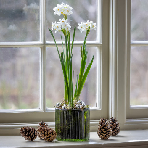 Paperwhites in a Ribbed Hurricane Glass