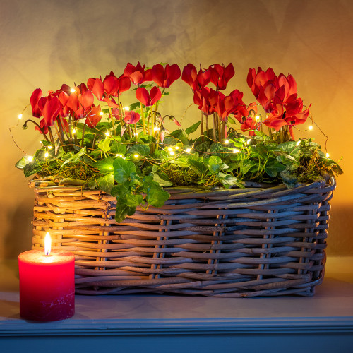 Cyclamen and Ivy in a Willow Trough