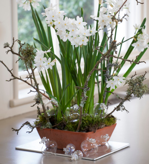 Paperwhites in Aged Terracotta Bulb Bowl