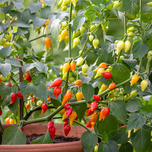 Chilli Pepper 'Pearls'