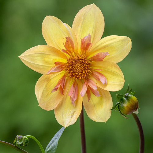 Dahlia 'Crellow Raven's Apricot'