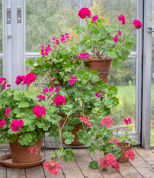 On & On They Go Pelargonium Collection