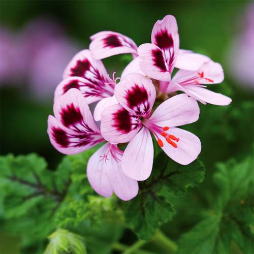 Pelargonium quercifolium