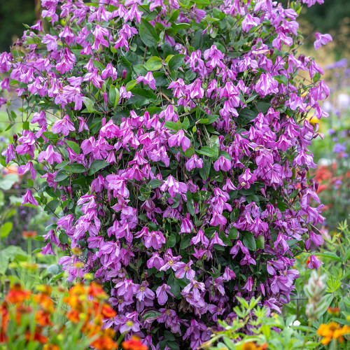Clematis integrifolia 'Alionushka'