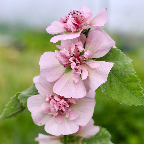 Alcalthaea suffrutescens 'Parkrondell'