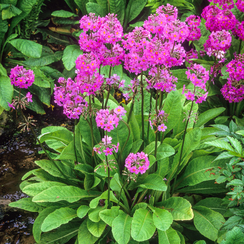 Primula beesiana