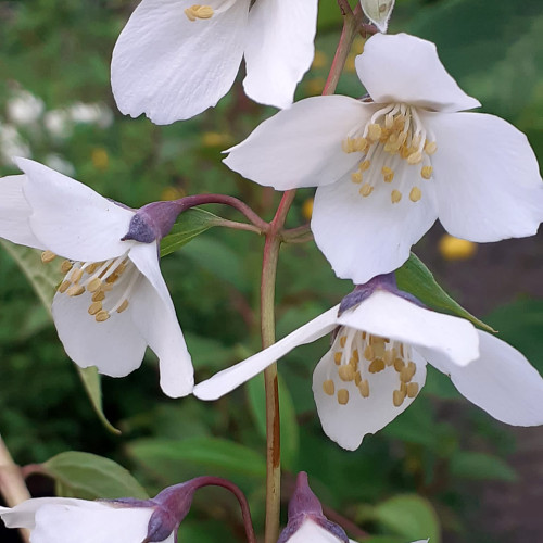 Philadelphus purpurascens