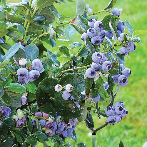 Blueberry 'Top Hat'