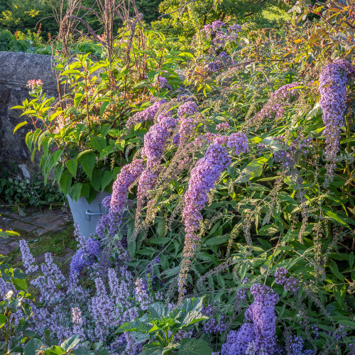 Scented Corner Collection