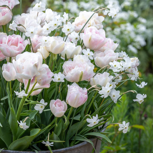 Mother of Pearl Bulb Collection