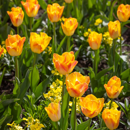 Tulip 'Golden Dynasty'