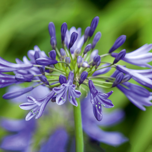 Agapanthus umbellatus ‘Blue Umbrella’