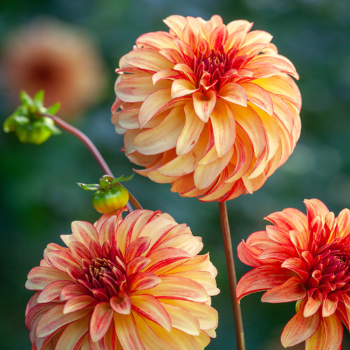 Dahlia 'Irish Pinwheel'