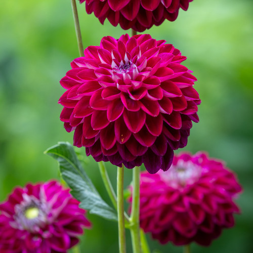 Dahlia 'Embassy'