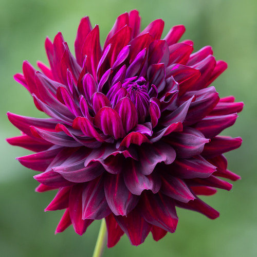 Dahlia 'Hollyhill Black Beauty'