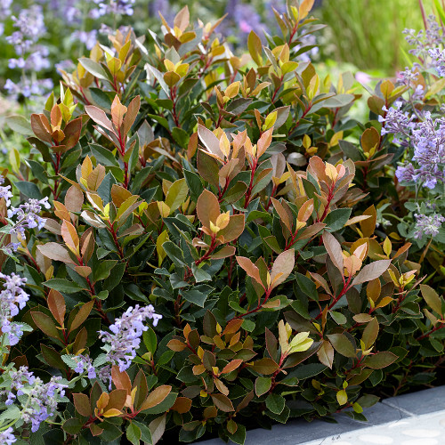 Photinia x fraseri 'Chico'