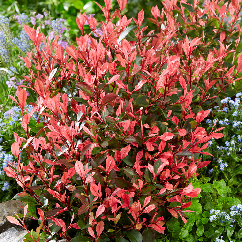 Photinia x fraseri 'Little Fenna'