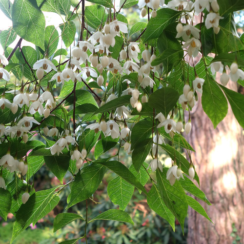 Styrax japonicus