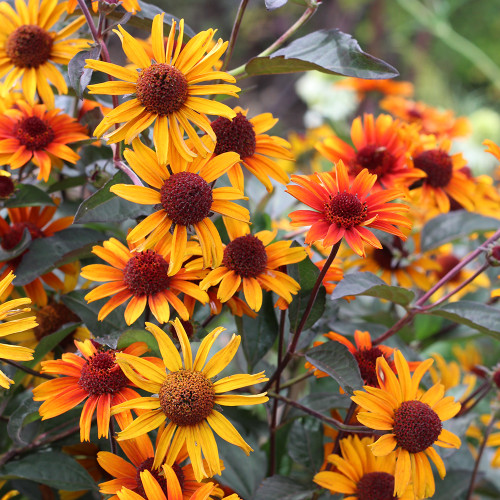 Heliopsis helianthoides var. scabra 'Bleeding Hearts'