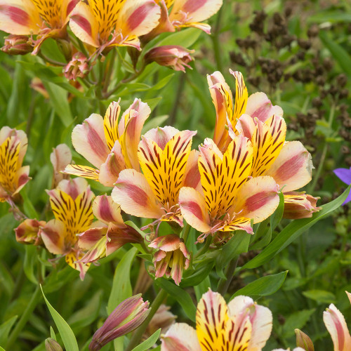 Alstroemeria Marguerite