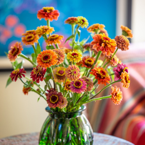 Zinnia elegans 'Queeny Mixed'