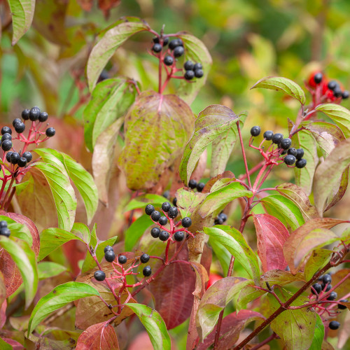 Dog Wood Hedging