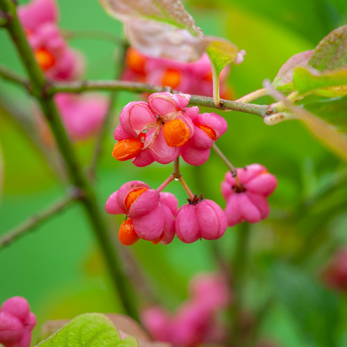 Spindle Hedging