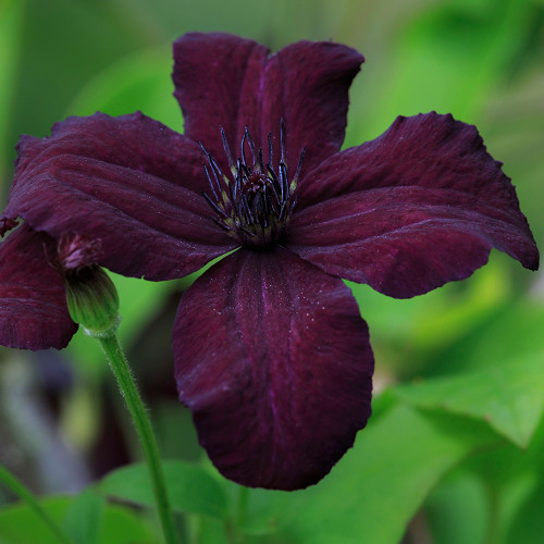 Clematis viticella 'Dark Eyes'